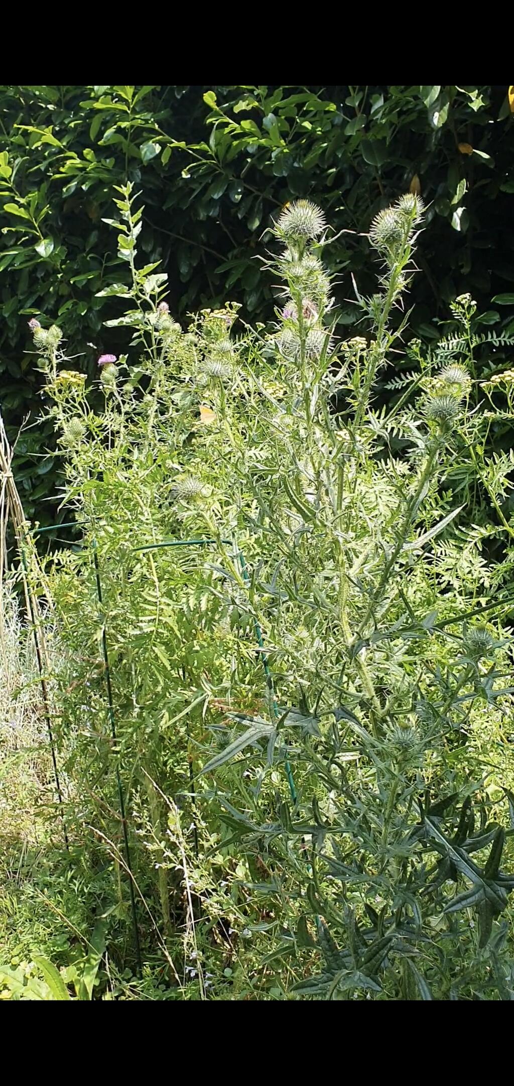 Wildpflanzen im Garten fordern 