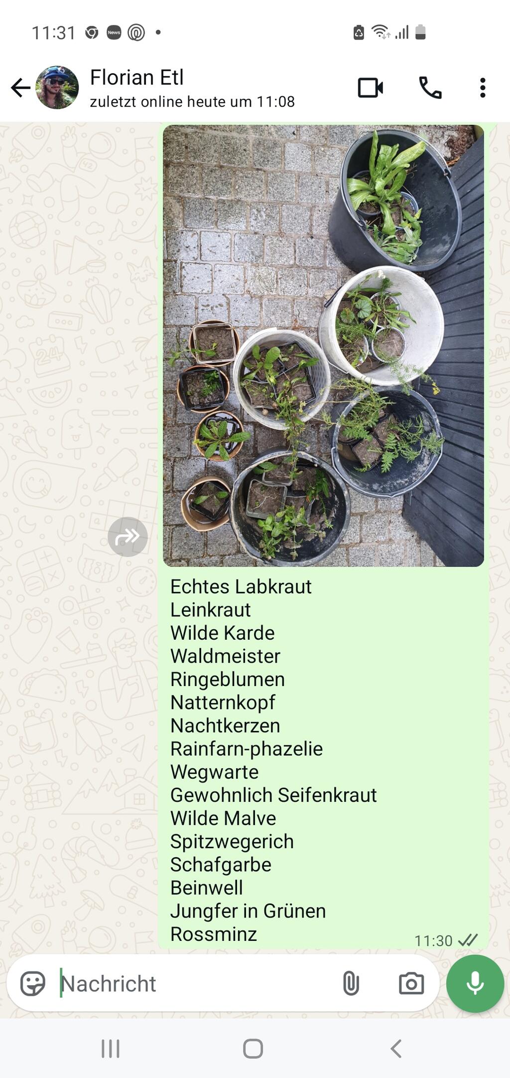 Wildpflanzen verschenken