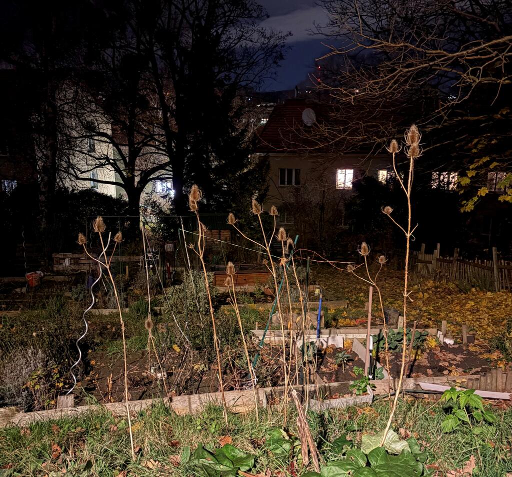 Wilde Karde im Gemeinschaftsgarten