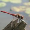 Libelle im Wasser