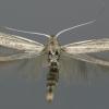 Coleophora linosyris