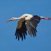 Weißstorch im Flug