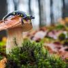 Feuersalamander
