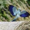 Blauer Vogel mit ausgebreiteten Schwingen 