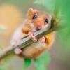 Haselmaus