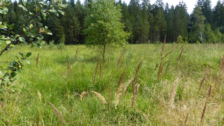 Hochmoor
