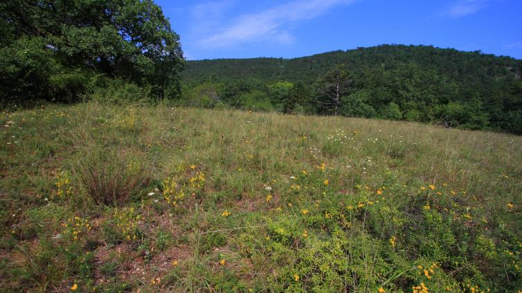 Die bunten Trockenrasen in Bad Fischau-Brunn gehören zu den Hot spots der Artenvielfalt in Österreich. © Landschaftspflegeverein Thermenlinie-Wienerwald-Wiener Becken Bunte Trockenrasen in Bad Fischau-Brunn