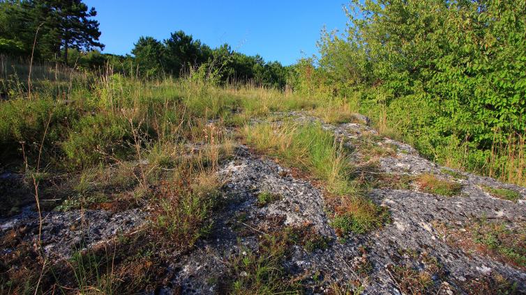 Die Felstrockenrasen in Bad Vöslau sind eine Besonderheit der Thermenlinie. © Alexander Mrkvicka Felsige Trockenrasen in Bad Vöslau