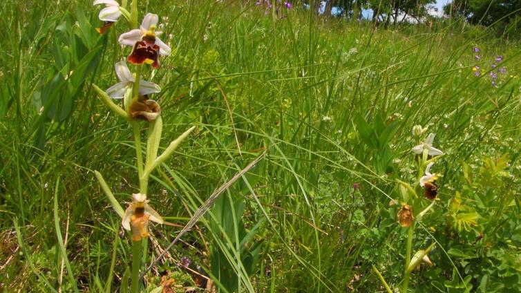 Hummel-Ragwurzen im Trockenrasen