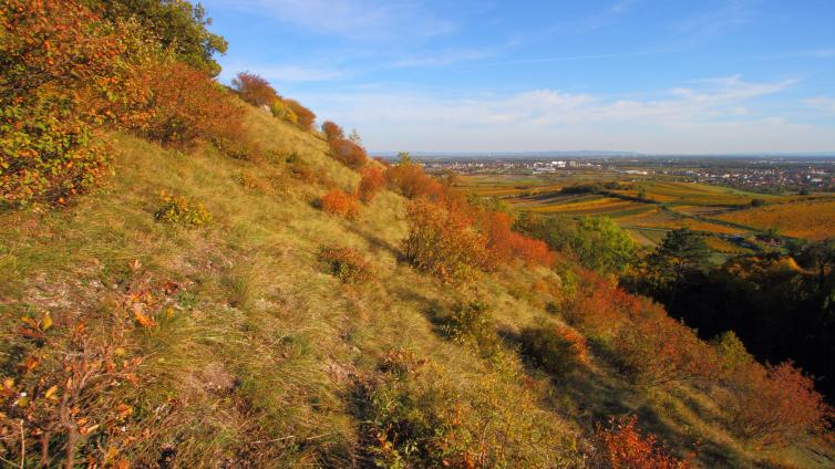 Heferlberg in Pfaffstätten