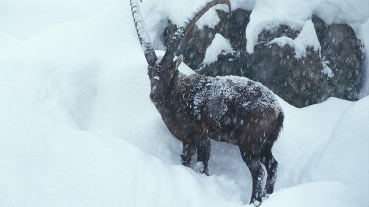 Steinböcke im Schnee