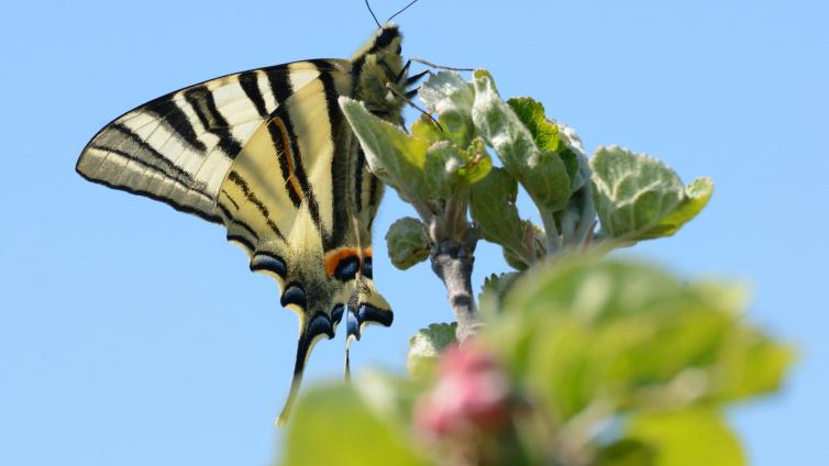 Segelfalter auf Obstbaumzweig