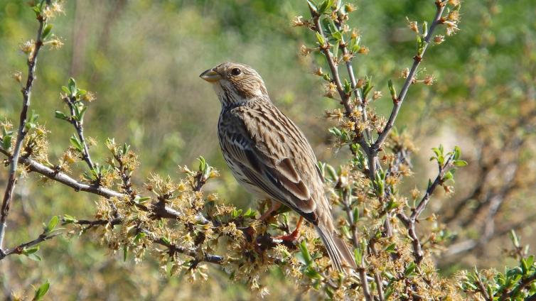 Vogel im Freien