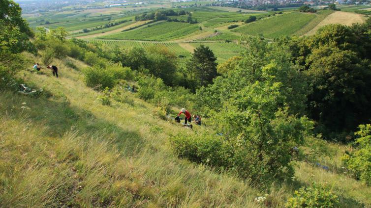 Vielfalt am Alpen-Ostrand - Alpenvereins-Umweltbaustelle im Weinort Pfaffstätten © Landschaftspflegeverein Thermenlinie Blick vom Heferlberg in Pfaffstätten