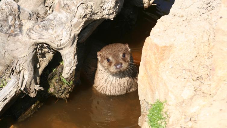 Ein Tag im UnterWasserReich - Hinter den Kulissen © UnterWasserReich Fischotter