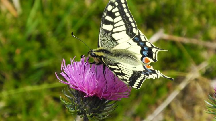 Fliegende Edelsteine - Tagfalter, Bodinggraben © Nationalpark Kalkalpen/Stueckler Schwalbenschwanz