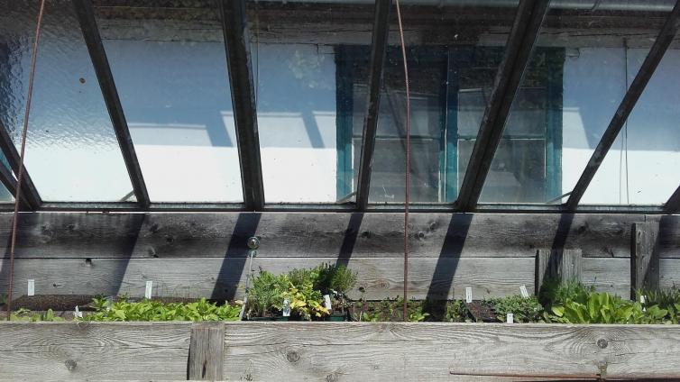 Pflanzen im Glashaus