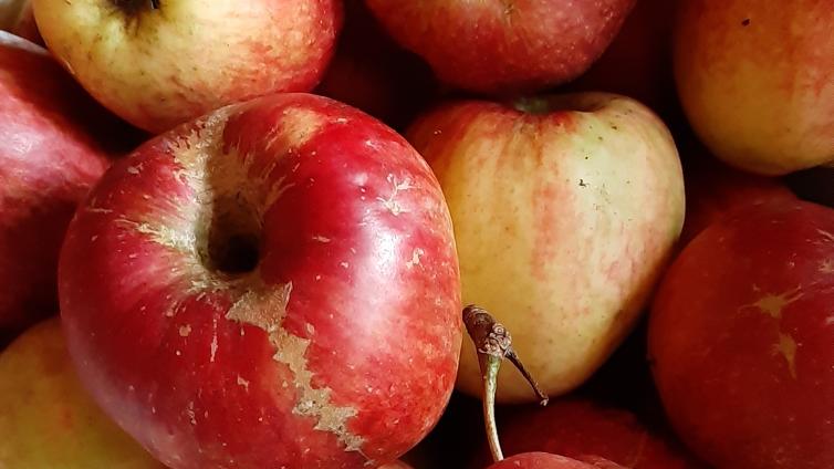 Einführung in die Pomologie - Obstsortenbestimmung © Arche Noah Äpfel