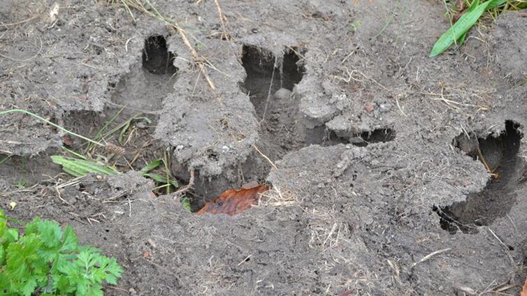 Webinar Wuhlmause Natur Im Garten Bluhendes Osterreich