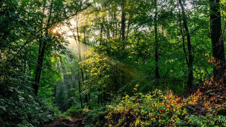 Wildnis schnuppern © Nationalpark Thayatal - Claudia Ebner Wald-Wildnis