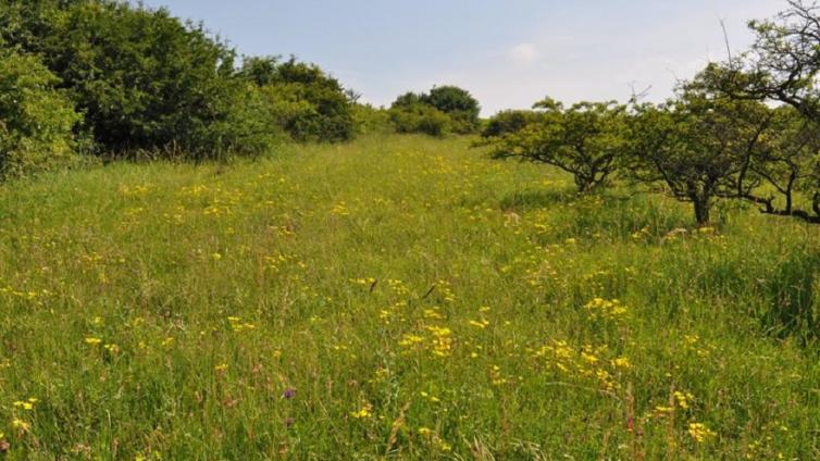 Weinviertel