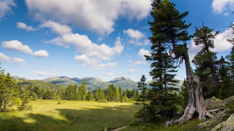 Die Vielfalt der Heilkräuter-Kräuterwanderung auf der Turracher Höhe © Franz Gerdl Kräuterwanderung auf der Turracher Höhe