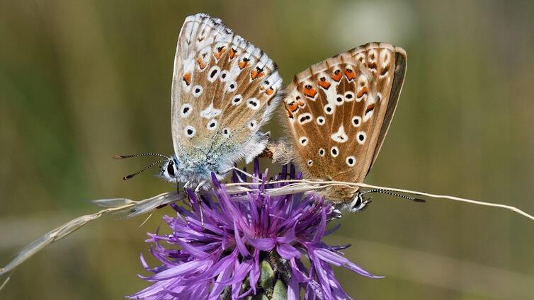 Schmetterlingsexkursion