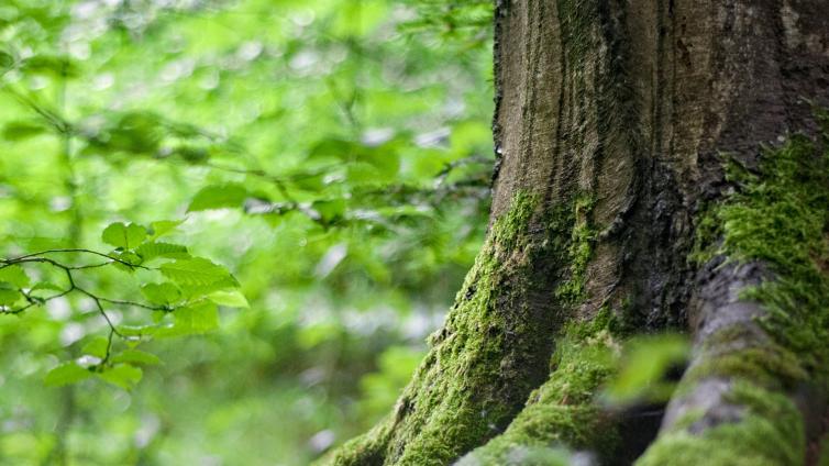 Wald Atmosphäre