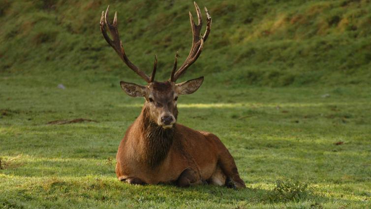 Hirsch (Cervus elaphus) © Naturpark Karwendel-Archiv Hirsch (Cervus elaphus)