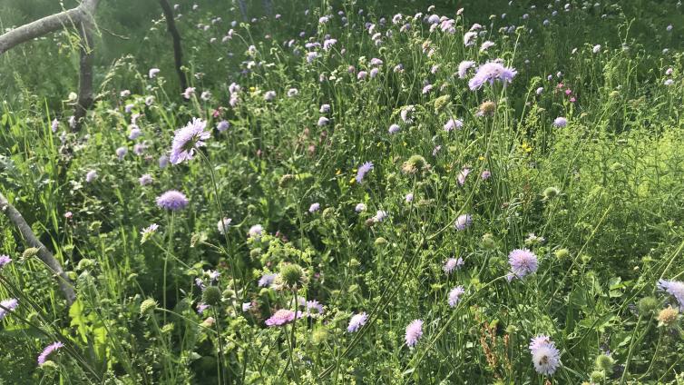 Artenreiche Blumenwiese