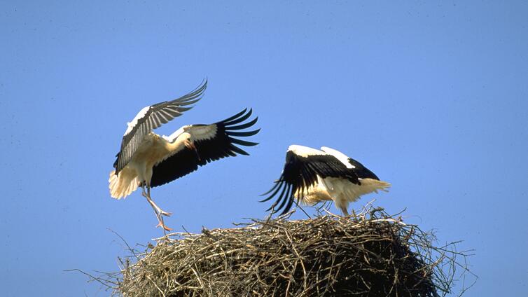 Das Klappern Der Storche Naturpark In Der Weinidylle Bluhendes Osterreich