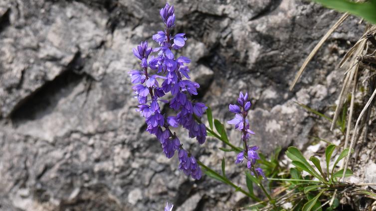 © Ötscher Basis Wienerbruck Pflanzen im Naturpark