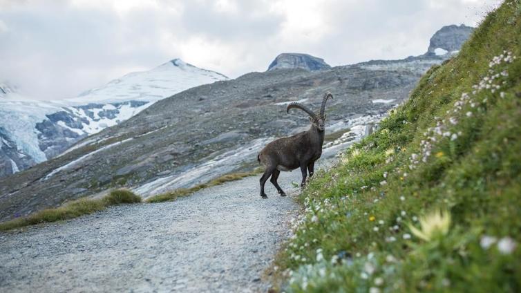 Steinbock im Hochgebirge