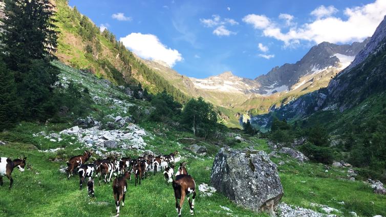 Blick in das hintere Gunggltal © Hochgebirgsnaturpark Zillertaler Alpen Blick in das hintere Gunggltal
