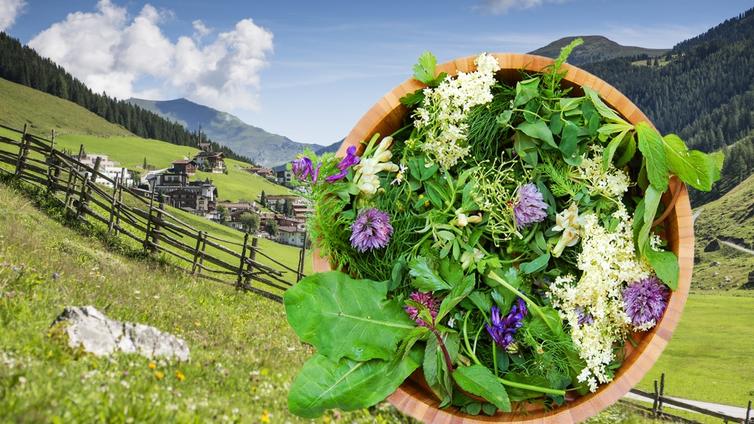 Almkräuter Entdecken © Hochgebirgsnaturpark Zillertaler Alpen Almkräuter Entdecken