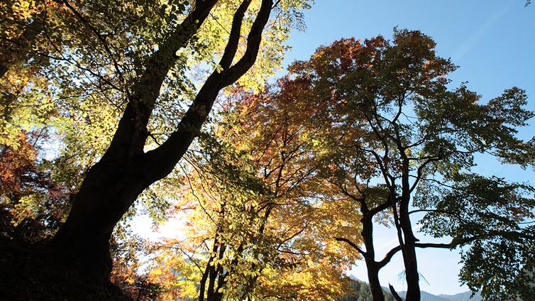 Herbststimmung in der Glocke © Hermann Muigg Herbststimmung in der Glocke
