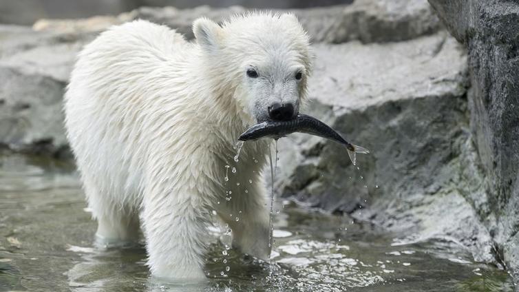 Eisbärenjunges trägt Fisch im Maul