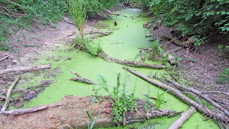 Der vergessene Donauarm - historische Donaulandschaft um Orth an der Donau © Dorn Altarm im Auwald