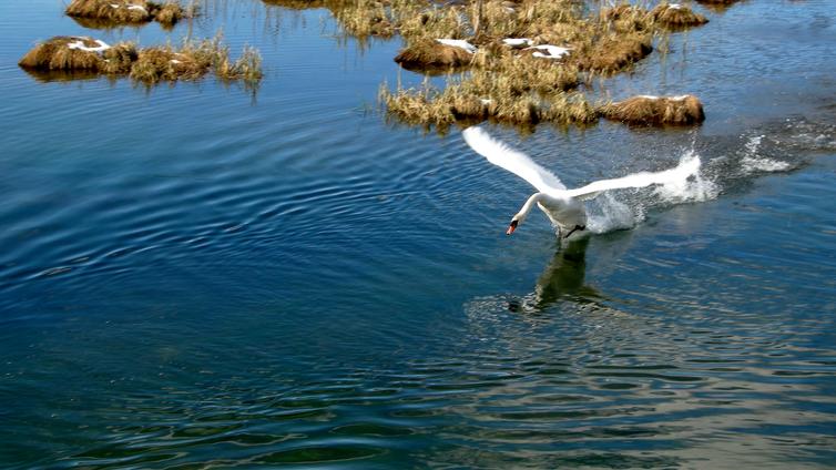 Höckerschwan beim Start aus dem Wasser