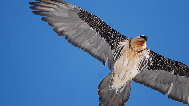 Bartgeier im Flug