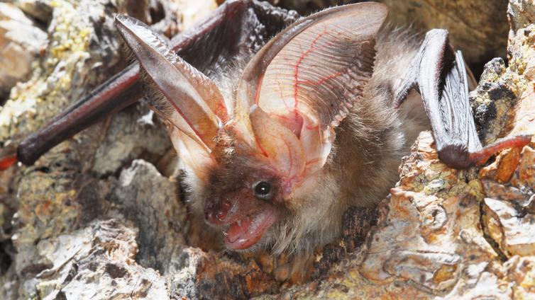 Fledermausnacht © Anton Vorauer Langohr-Fledermaus