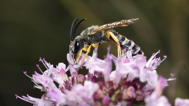 Vom Leben und (Aus)Sterben der heimischen Wildbienen © Naturpark Tiroler Lech - Timo Kopf Wildbiene beim Blütenbesuch