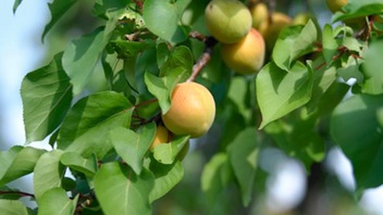 Fruchtgenuss — Obst und Beeren aus dem eigenen Garten