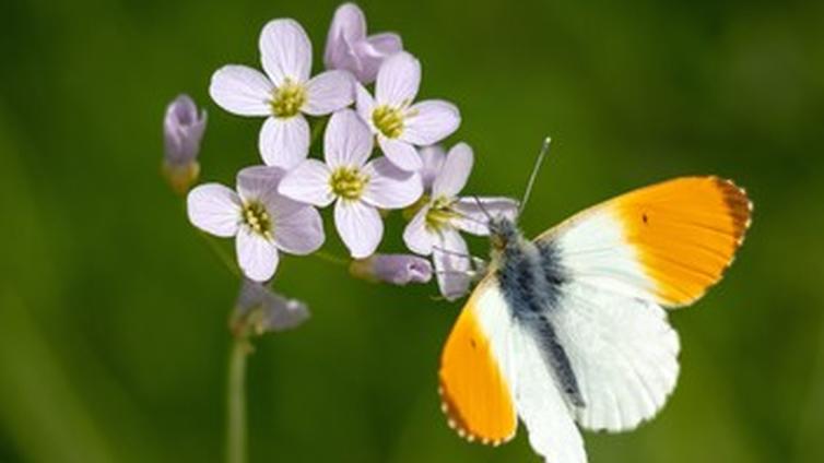 © Natur im Garten Gärten für Schmetterlinge, Bienen, Hummeln & Co