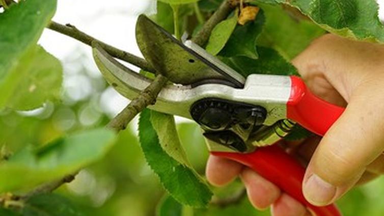 Obstbaumschnitt für EinsteigerInnen