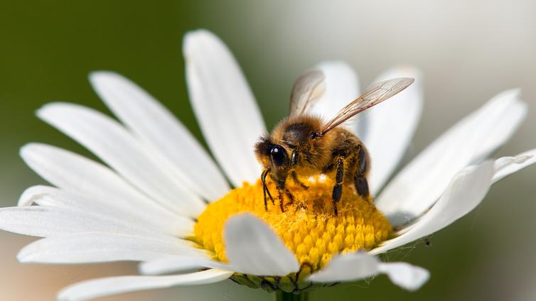 Die Welt der Bienen und Hummeln