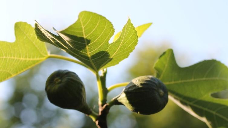 Exotische Früchte für Ihren Garten
