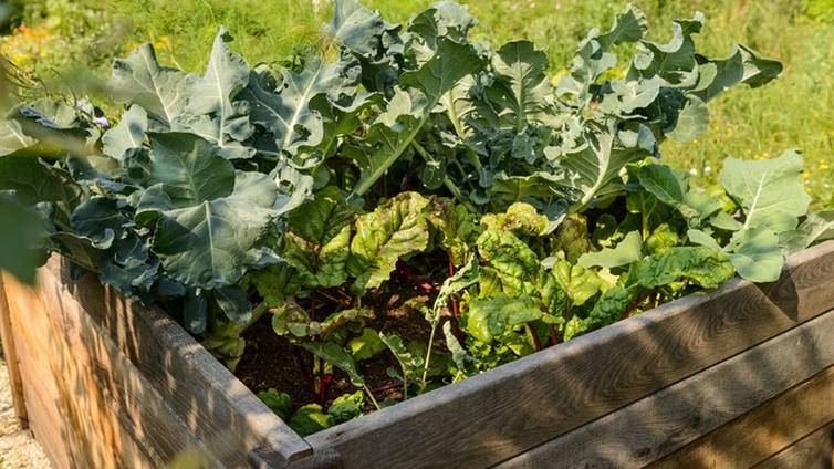 Bequem und ertragreich Gärtnern im Hochbeet Natur im Garten
