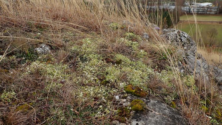 Wertvolle Felstrockenrasen am Blosenberg in Winzendorf