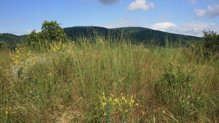 Osterglockenhügel in Traiskirchen